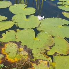 Nymphaea gigantea