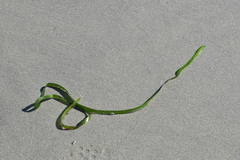 Membranipora membranacea