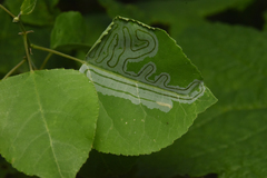 Phyllocnistis populiella