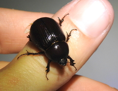 Aphonus