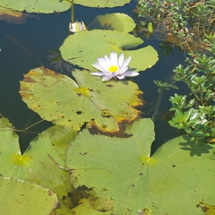 Nymphaea gigantea