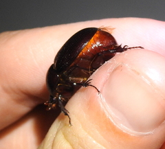 Aphonus