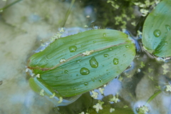 Brachycera
