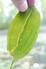 Brachycera