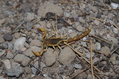 Mesobuthus phillipsi