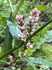 Persicaria maculosa