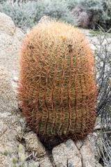 Ferocactus cylindraceus