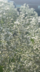 Eupatorium altissimum