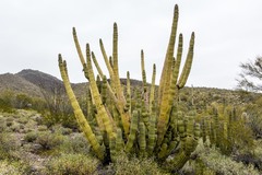 Stenocereus thurberi