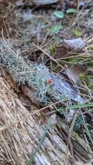 Cladonia cristatella