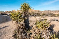 Yucca schidigera