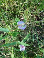 Ipomoea cordatotriloba