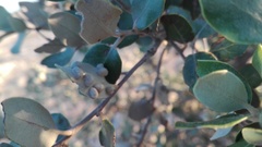 Dryomyia lichtensteinii