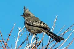 Phainopepla nitens