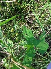 Ipomoea cordatotriloba