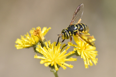 Spilomyia