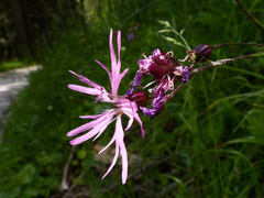 Silene flos-cuculi