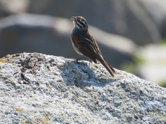 Emberiza capensis