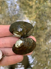 Fusconaia ozarkensis