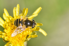 Eristalis hirta