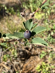 Amelanchier utahensis