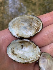 Fusconaia ozarkensis