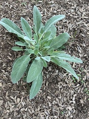 Stachys byzantina