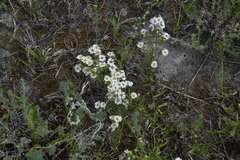 Symphyotrichum falcatum