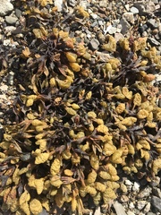 Fucus spiralis