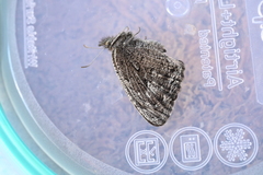 Cercyonis oetus image