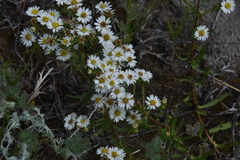 Symphyotrichum falcatum