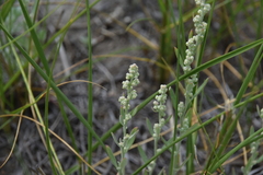 Chenopodium leptophyllum