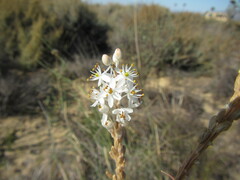 Bulbinella trinervis