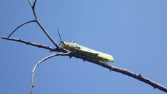 Phymateus viridipes