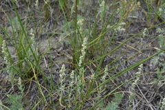 Chenopodium leptophyllum
