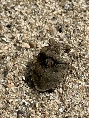 Gelastocoris oculatus