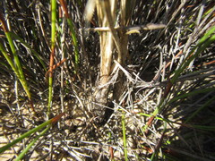Bulbinella trinervis