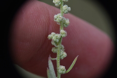 Chenopodium leptophyllum
