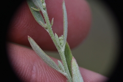 Chenopodium leptophyllum