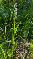 Platanthera