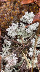 Stereocaulon paschale