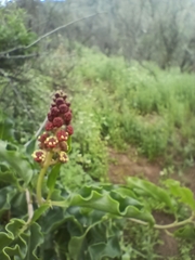 Anisomeria littoralis