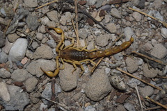 Mesobuthus phillipsi