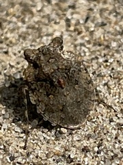 Gelastocoris oculatus