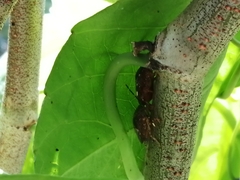 Antiteuchus