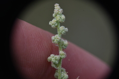 Chenopodium leptophyllum