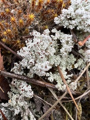 Stereocaulon paschale