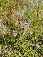 Mentha pulegium