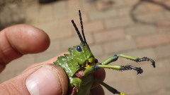Phymateus viridipes