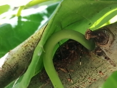 Antiteuchus